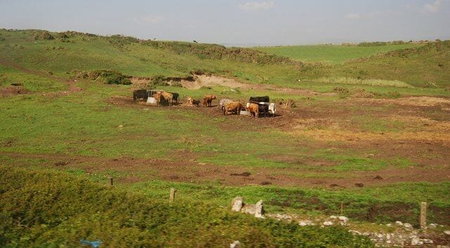Cattle grazing near Braystones