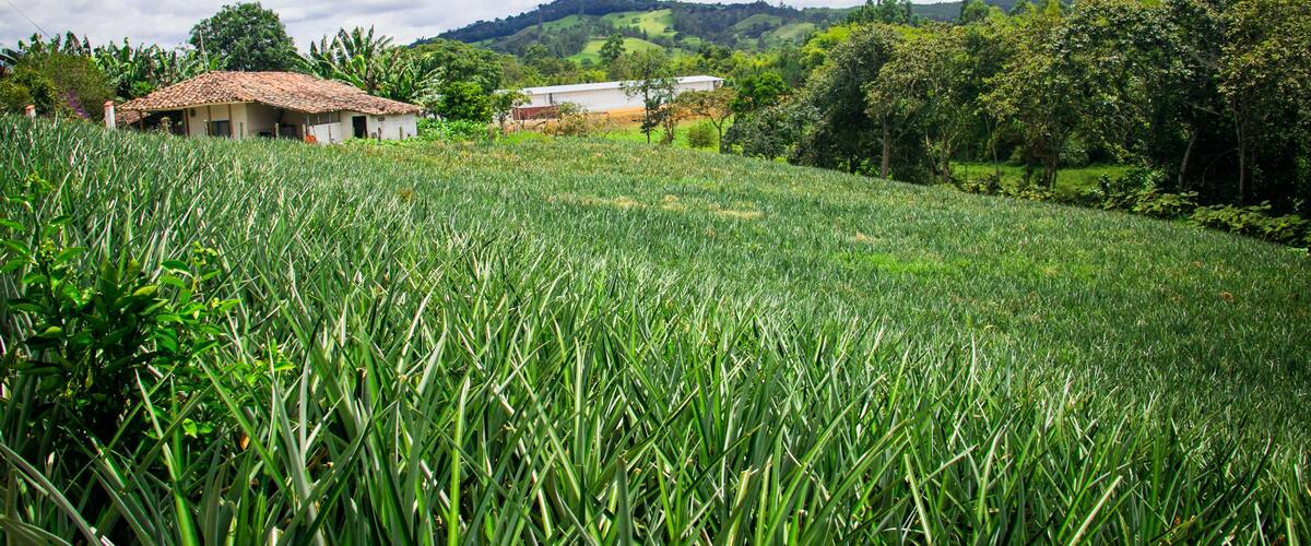 A lush green field with a house and a hill in the background.
