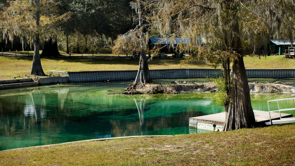A clear pond with a wooden dock, surrounded by grass and trees with Spanish moss.