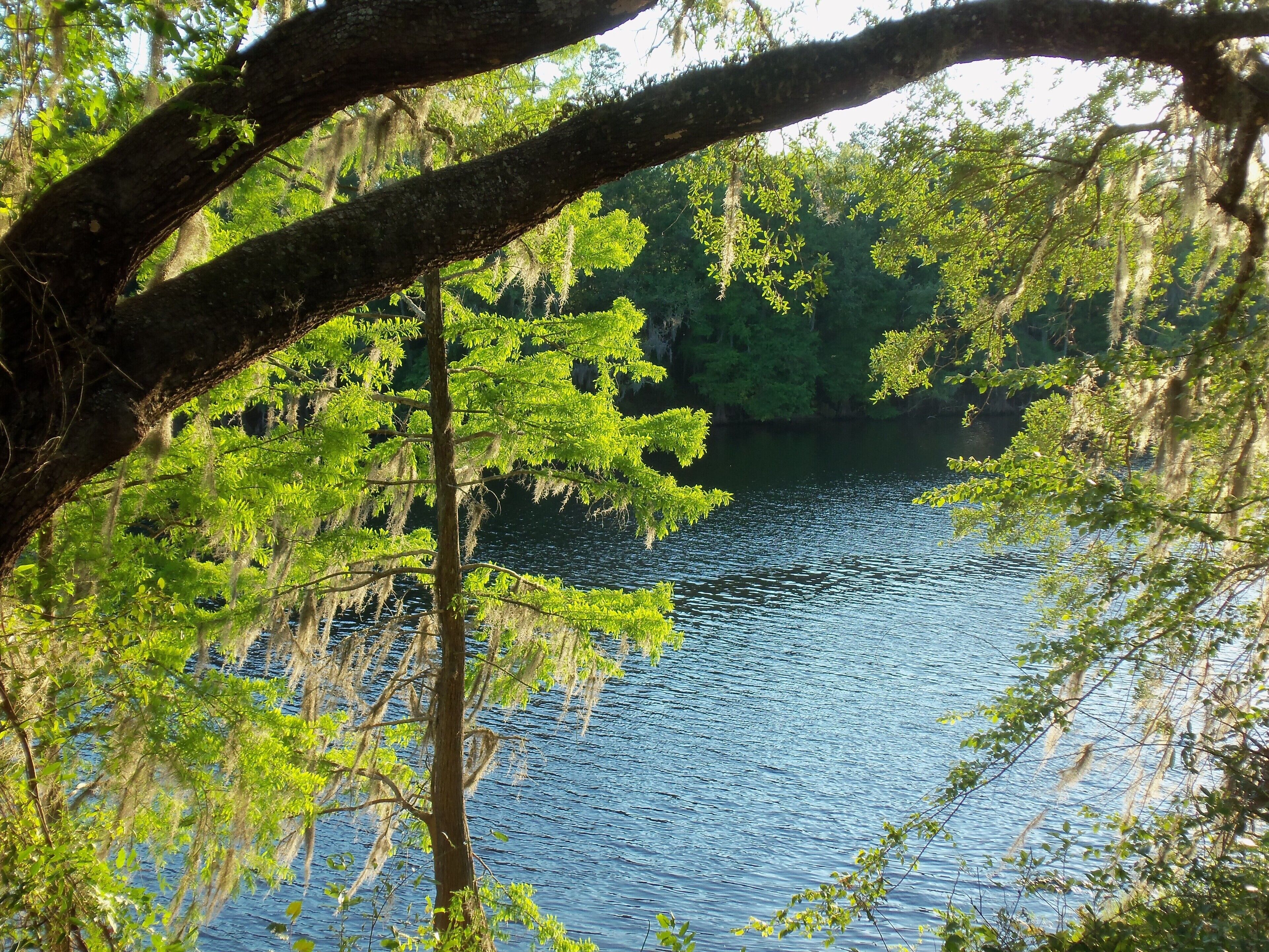 I was heading back to Alabama from visiting my family in Florida when I pulled over at Ft. Fanning State Park to take a break. It's located right on the banks of the Historic Suwannee River, and as an 8th generation native-born Floridian, I had to get a shot of the Historic Suwannee River!. #river #tree #oaks #moss #sunshine #nature #historic  #springtime #bluewater #outdoors #graysky #Ft.Fanning #Florida #USA #TheSouth #memories #roadtrip