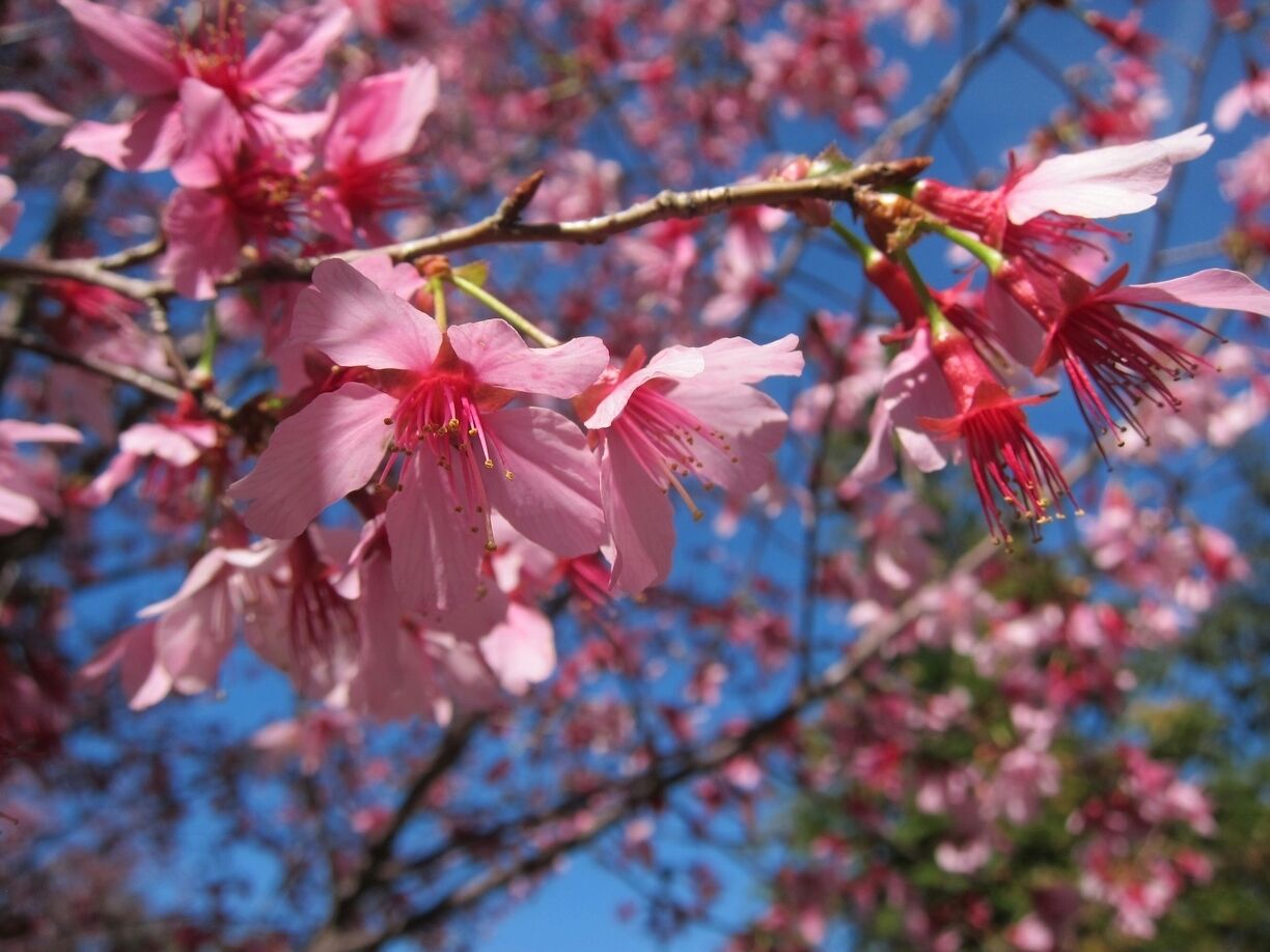 Spring has sprung. Blooms in the Atlanta suburbs are beautiful this time of year.