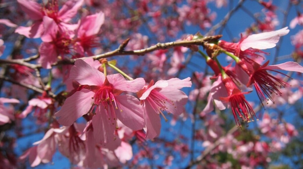 Spring has sprung. Blooms in the Atlanta suburbs are beautiful this time of year.