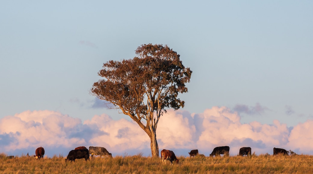 Hillgrove showing a sunset, land animals and farmland