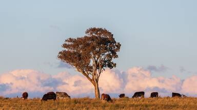 Hillgrove showing a sunset, land animals and farmland