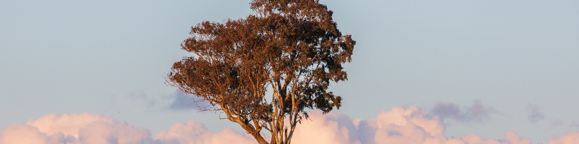 Hillgrove showing a sunset, land animals and farmland