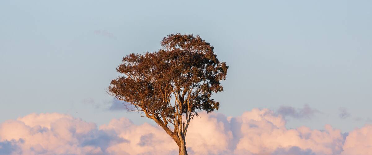 A tree in a grassy field with cows grazing.