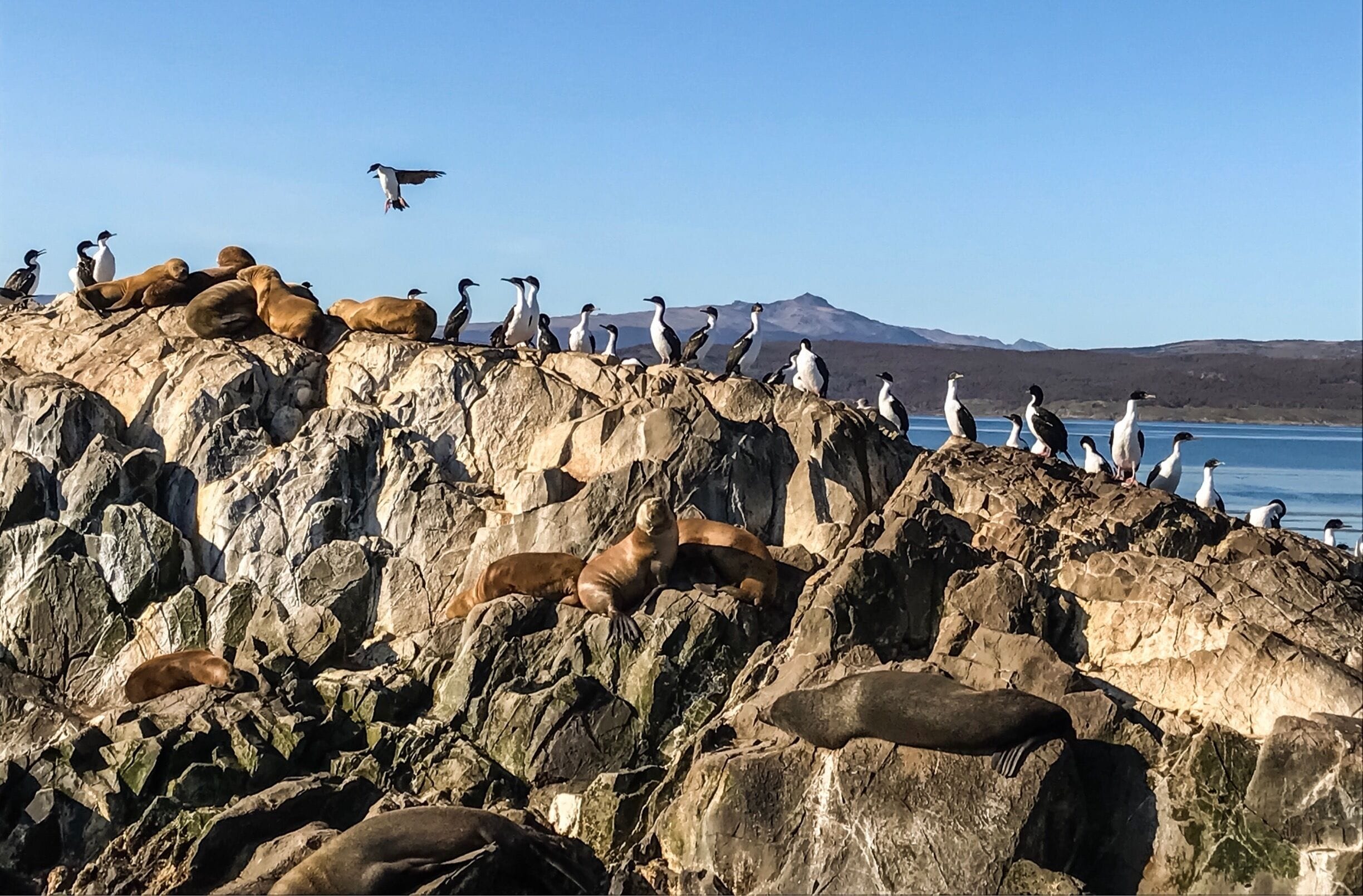 The wildlife in one of the small islands of Tierra Del Fuego archipelago, that we saw while sailing from Ushuaia to the east Atlantic ocean via Beagle channel. Interesting to know how Argentina and Chile share this province of Tierra Del Fuego. Borders are so confusing when you come to this world's end. 😁 
