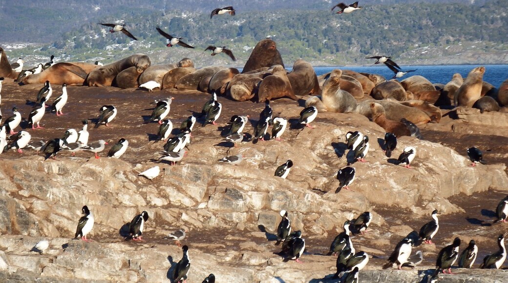 Pássaros e leões (lobos) marinhos numa ilha dos Lobos Marinhos no Canal de Beagle Argentina)