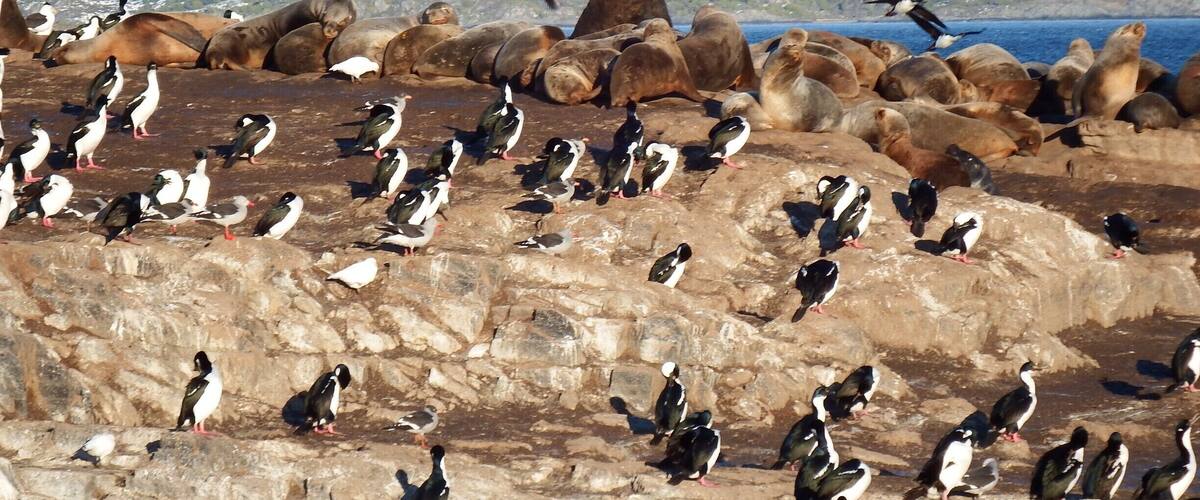Pássaros e leões (lobos) marinhos numa ilha dos Lobos Marinhos no Canal de Beagle Argentina)