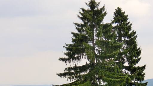 Wellnessliege am Bayreuther Haus