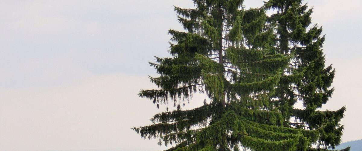 A wooden bench and a tall evergreen tree in a grassy field with a distant view of houses and mountains.