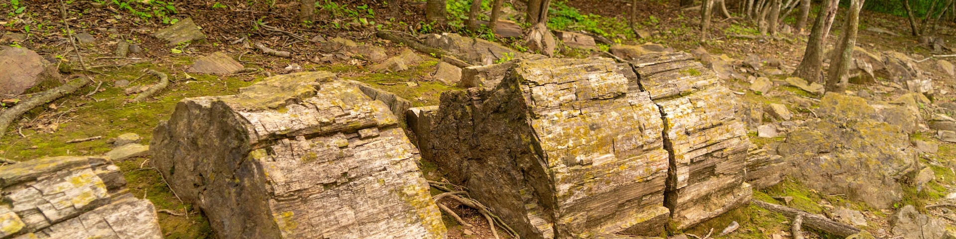 Petrified forest of Puyango, located in Ecuador