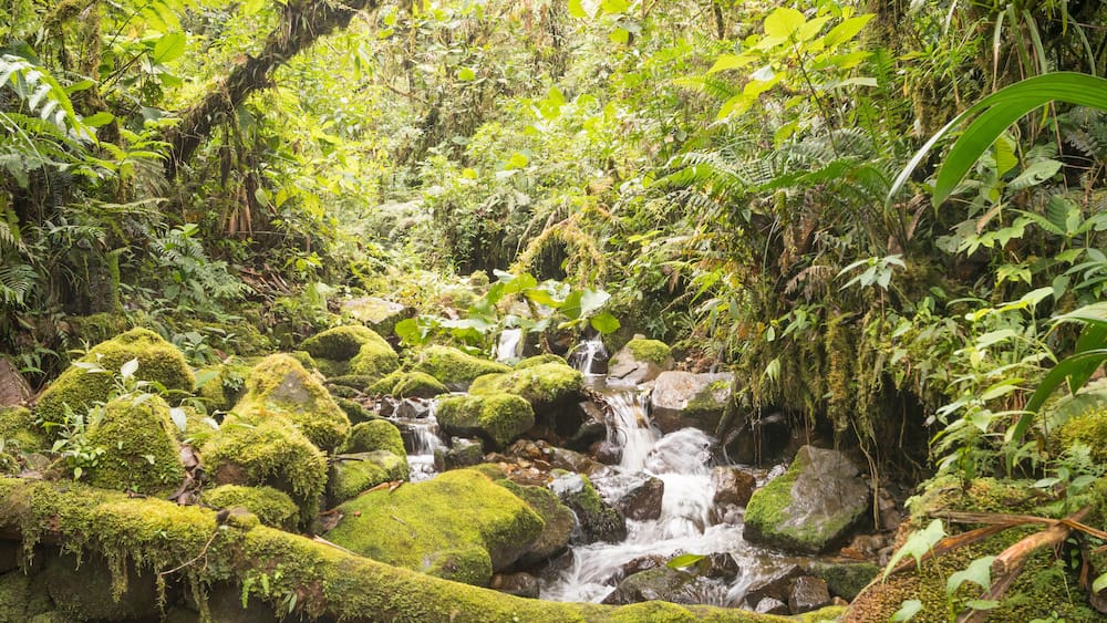 Idyllic clearwater stream flowing through montane rainforest at 1.900m elevation in the Cordillera del Condor, a site of high biodiversity and endemism in southern Ecuador