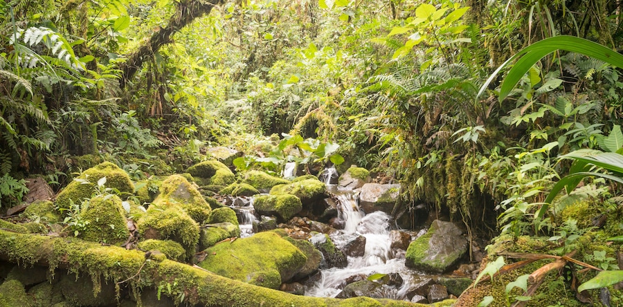 Idyllic clearwater stream flowing through montane rainforest at 1.900m elevation in the Cordillera del Condor, a site of high biodiversity and endemism in southern Ecuador
