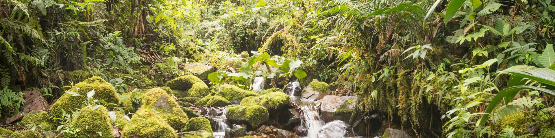 Idyllic clearwater stream flowing through montane rainforest at 1.900m elevation in the Cordillera del Condor, a site of high biodiversity and endemism in southern Ecuador