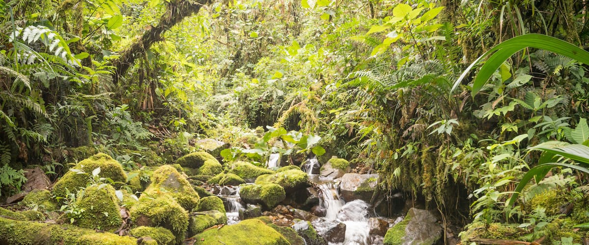 A lush forest with a small waterfall flowing over moss-covered rocks.