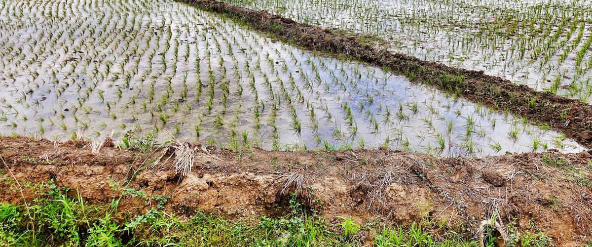 A vast rice paddy field with young rice plants emerging from the water.