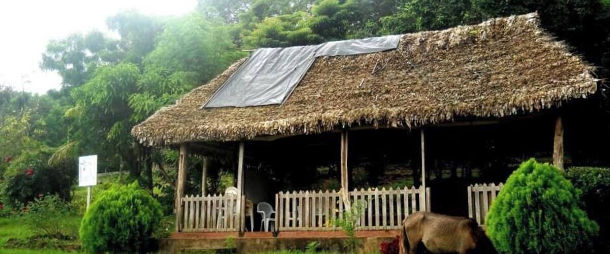 A thatched-roof structure with a white picket fence, a horse grazing nearby, and lush greenery in the background.