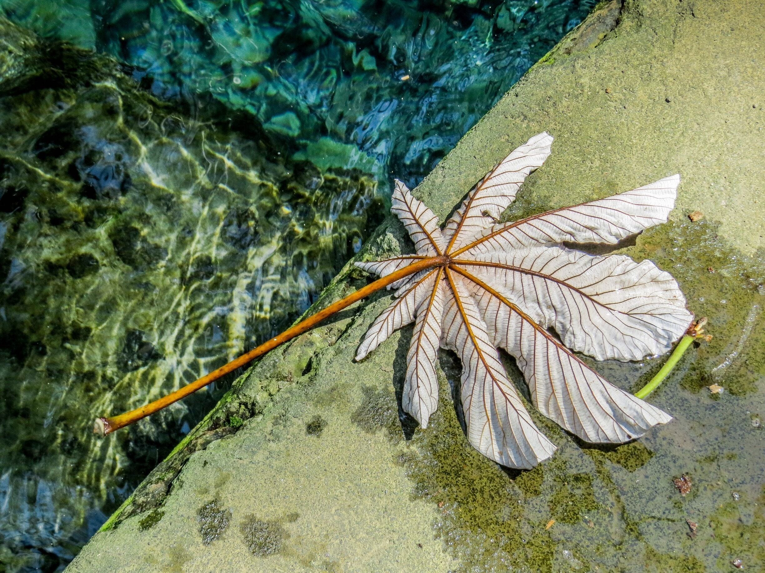 A single leaf in Ojo de Agua, Ometepe Island, Nicaragua.