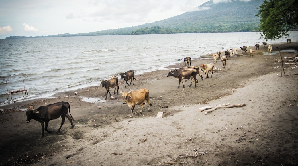 Ometepe is an island in the middle of Lake Nicaragua. It is shaped as an Eight and has two volcanos in it. Its a sanctuary with little man-made constructions and a very simple life style #GreatOutdoors.