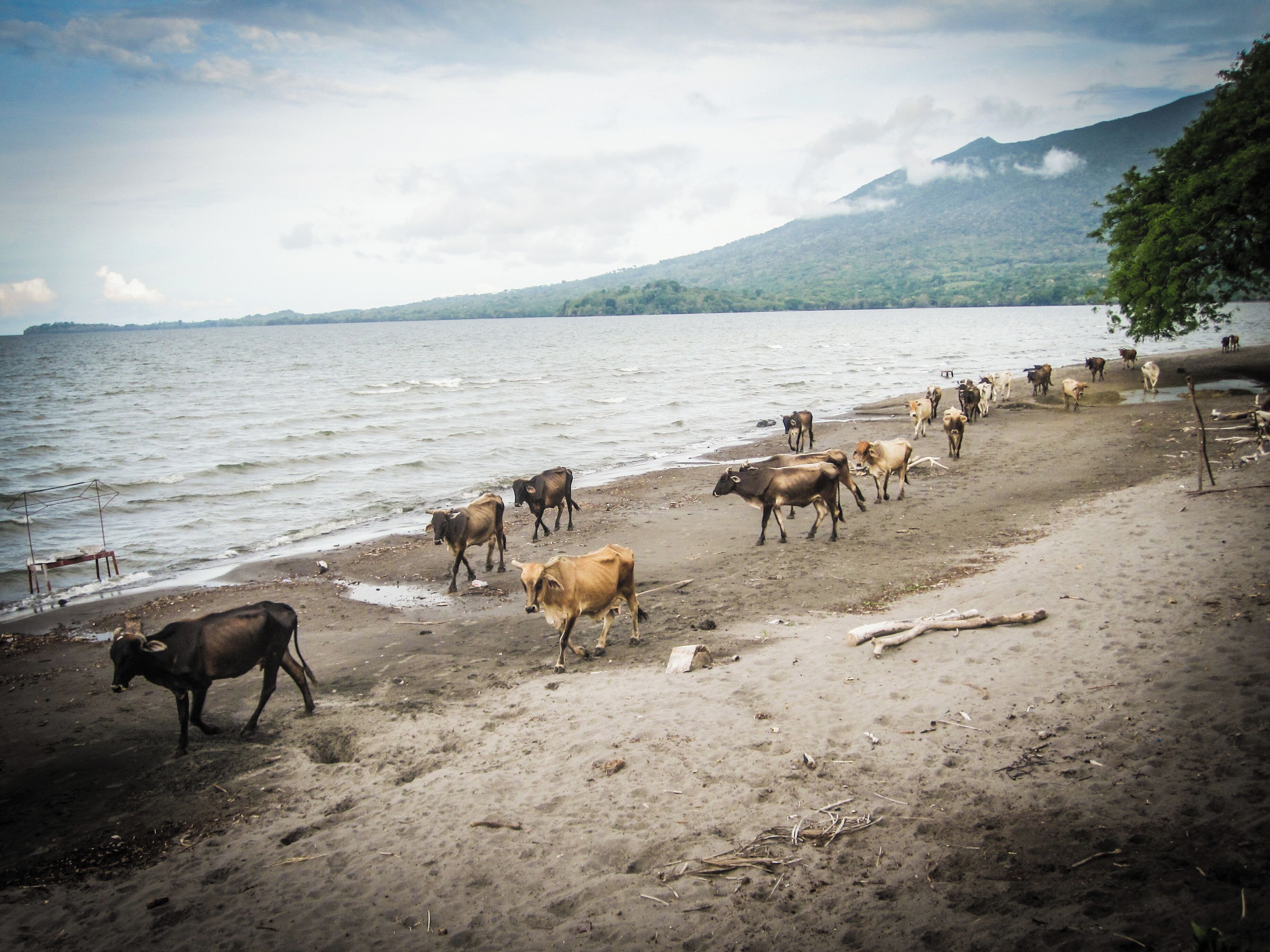 A beach with cattle near the water.