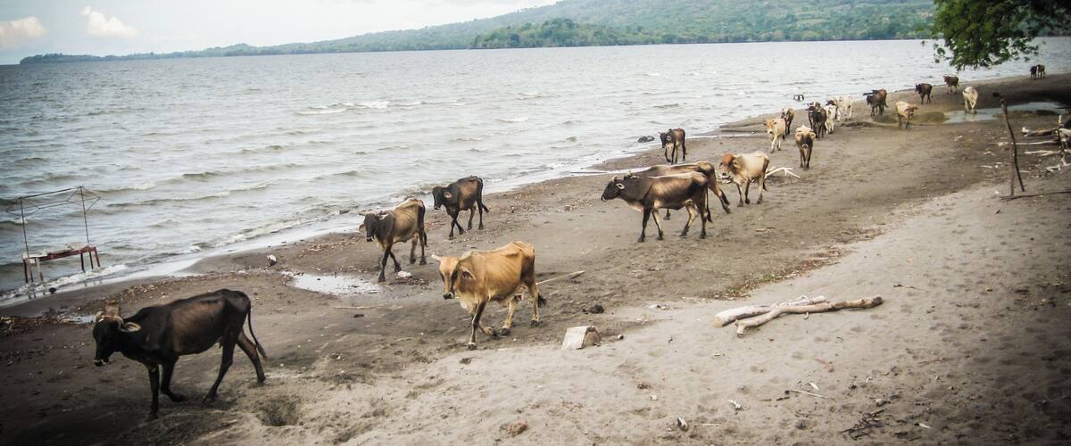 A beach with cattle near the water.