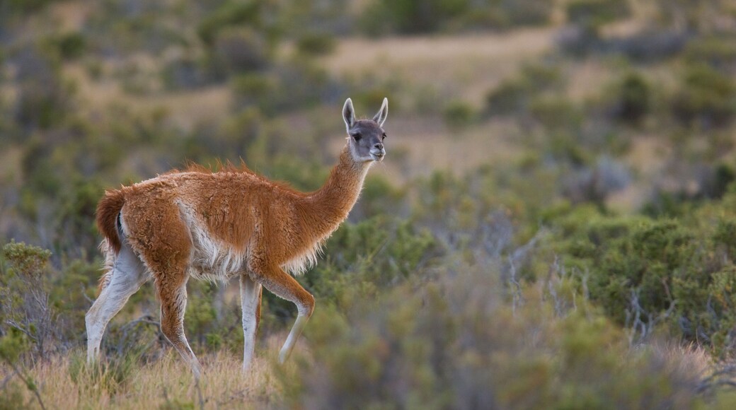 Guanaco (Lama guanicoe), Cabo Dos Bahias,Patagonia, Argentina