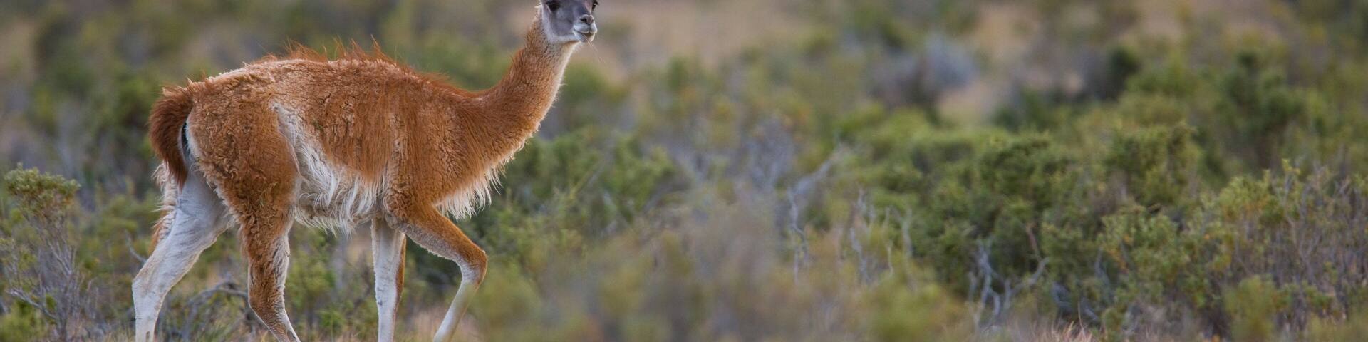 Guanaco (Lama guanicoe), Cabo Dos Bahias,Patagonia, Argentina