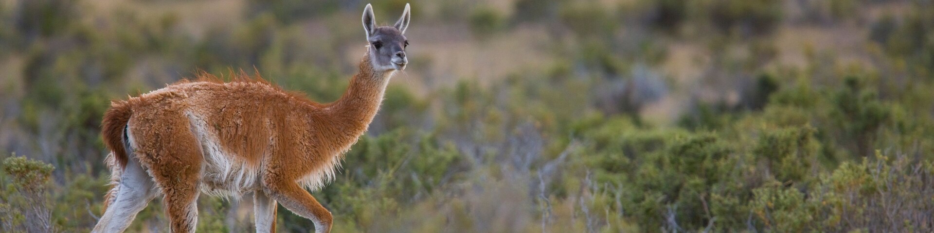 Guanaco (Lama guanicoe), Cabo Dos Bahias,Patagonia, Argentina