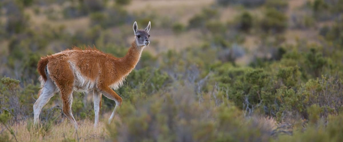 A llama in a grassy field with sparse bushes.