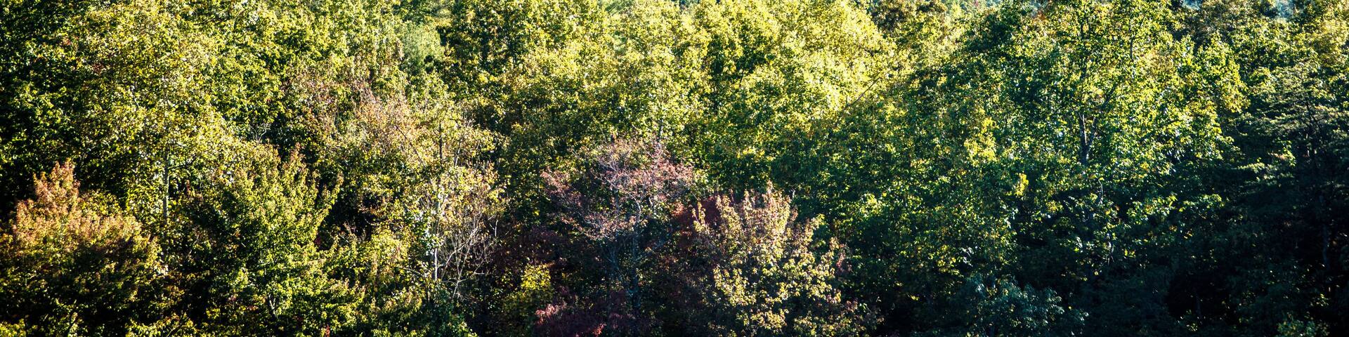 autumn foliage on blue ridge parkway near stone mountain north