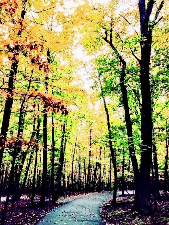 A forest path surrounded by trees with autumn foliage.