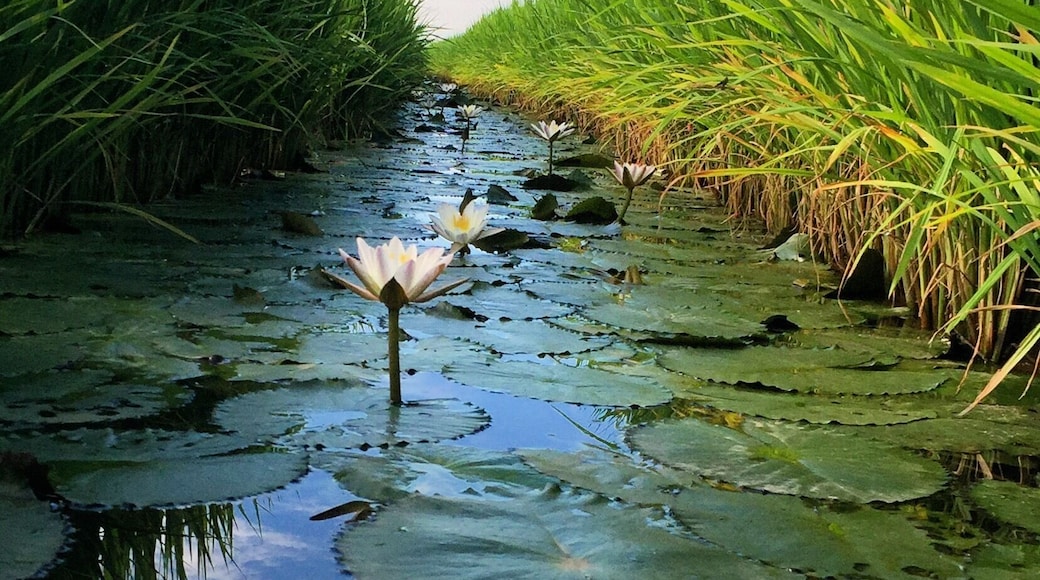 When cycling around the vast paddy fields be on the lookout for these beautiful white lilies hidden among the paddy bushes.