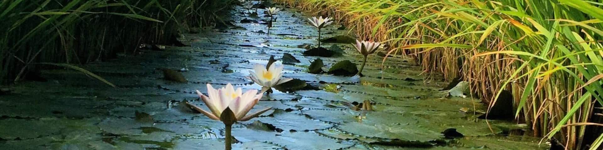When cycling around the vast paddy fields be on the lookout for these beautiful white lilies hidden among the paddy bushes.