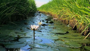 When cycling around the vast paddy fields be on the lookout for these beautiful white lilies hidden among the paddy bushes.