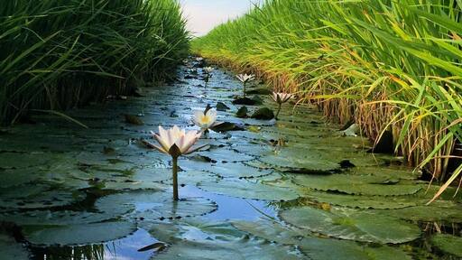 When cycling around the vast paddy fields be on the lookout for these beautiful white lilies hidden among the paddy bushes.