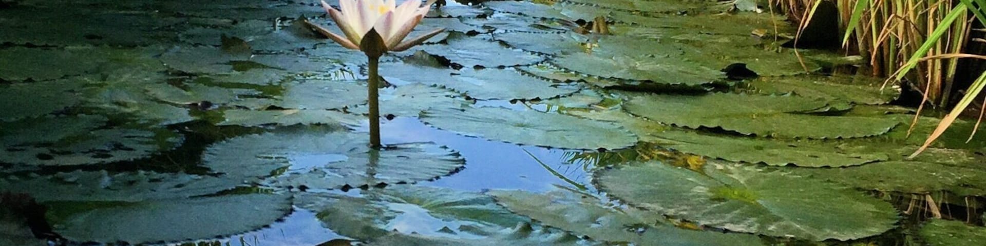 When cycling around the vast paddy fields be on the lookout for these beautiful white lilies hidden among the paddy bushes.