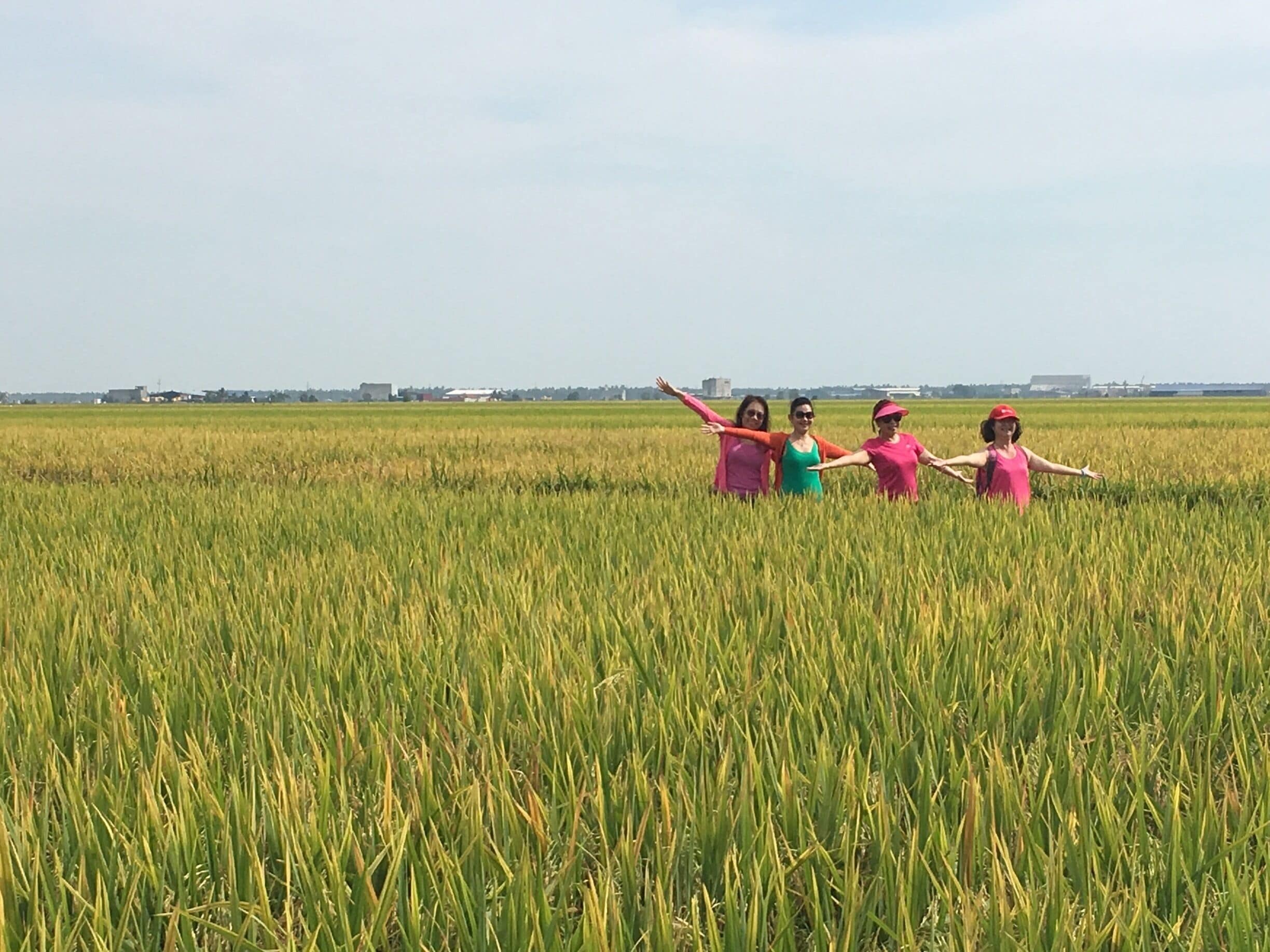 Big piece of Padi field at Sekinchan. Next to it is a Padi Process Factory & Gallery..