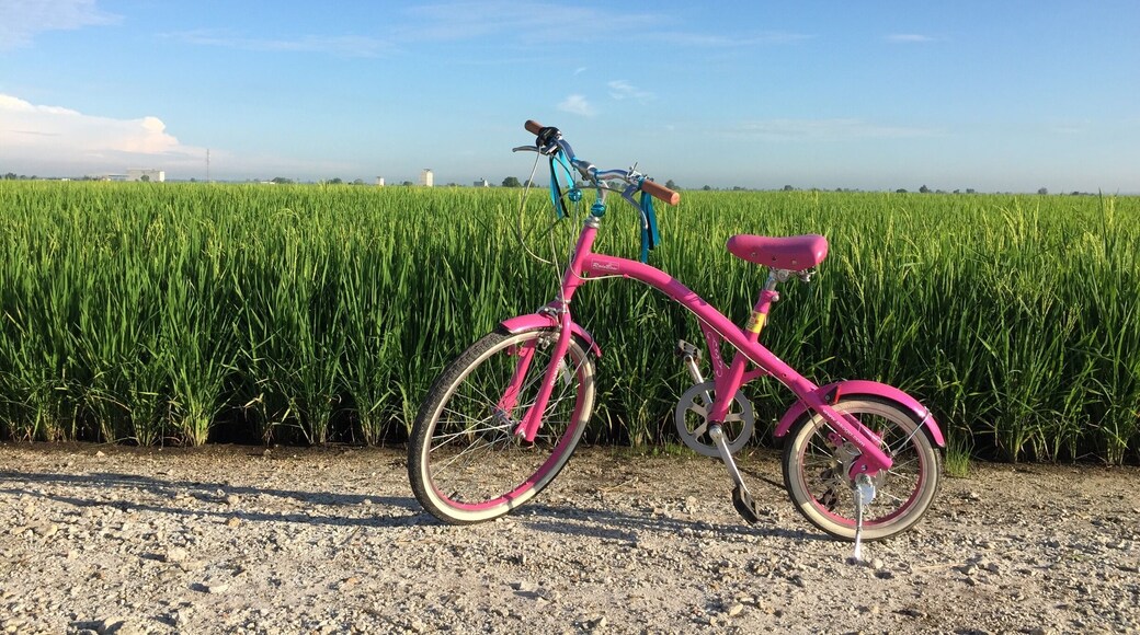 Rent a bike and explore the vast paddy fields around this village. Stop at various places and just enjoy the ride.