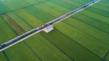 Paddy farm