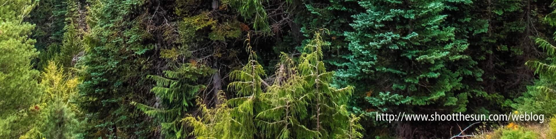 This is the ridge that surrounds the final few thousand yards of the Big Quilcene Trail. Again, I cannot give you accurate measurements for the structure.
However, the trees you see in the foreground are anywhere from sixty to a hundred feet tall. Those are the trees you will find going all the way up the ridge.
And from here, they look like matchsticks.