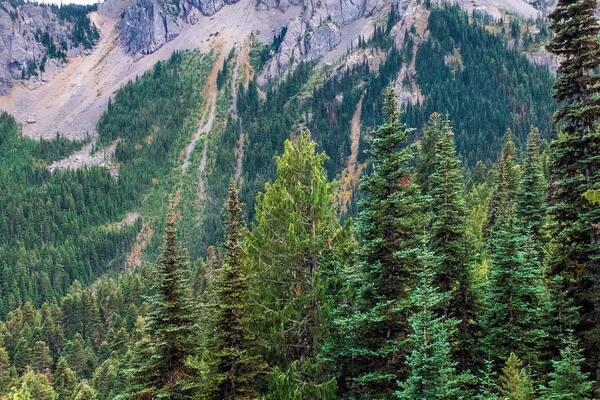 This is the ridge that surrounds the final few thousand yards of the Big Quilcene Trail. Again, I cannot give you accurate measurements for the structure.
However, the trees you see in the foreground are anywhere from sixty to a hundred feet tall. Those are the trees you will find going all the way up the ridge.
And from here, they look like matchsticks.
