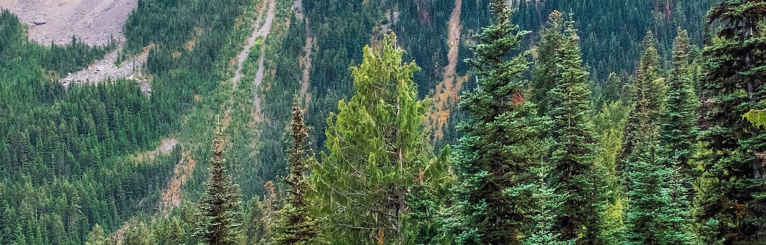 This is the ridge that surrounds the final few thousand yards of the Big Quilcene Trail. Again, I cannot give you accurate measurements for the structure.
However, the trees you see in the foreground are anywhere from sixty to a hundred feet tall. Those are the trees you will find going all the way up the ridge.
And from here, they look like matchsticks.