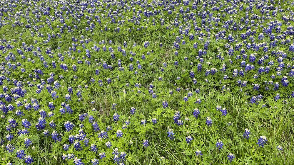 Blue Bonnet Field Hubbard Texas