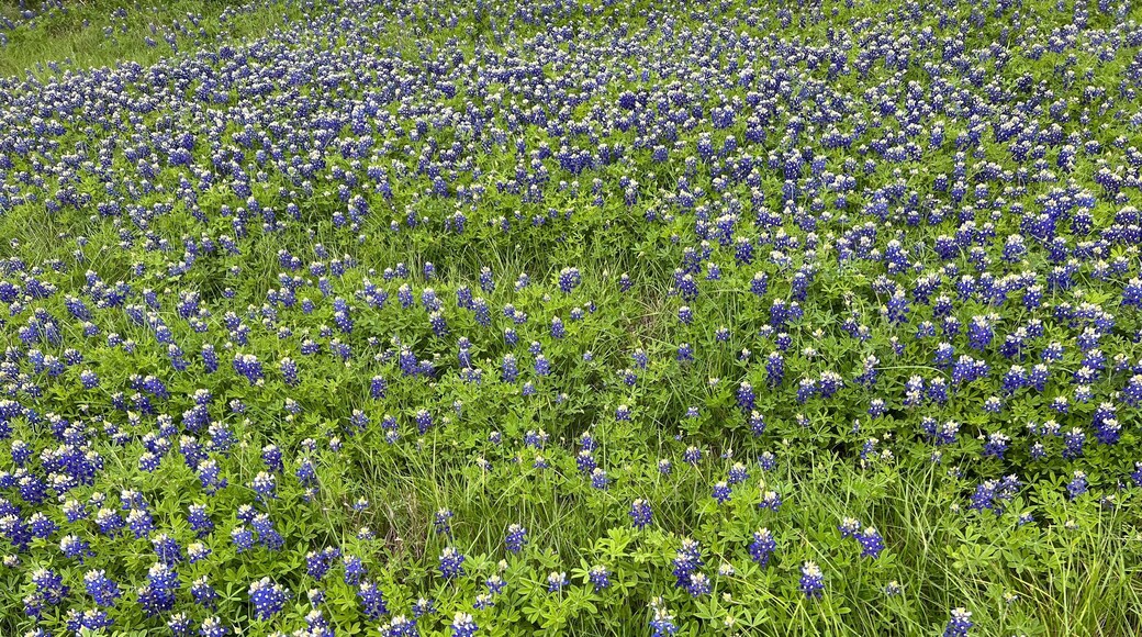 Blue Bonnet Field Hubbard Texas