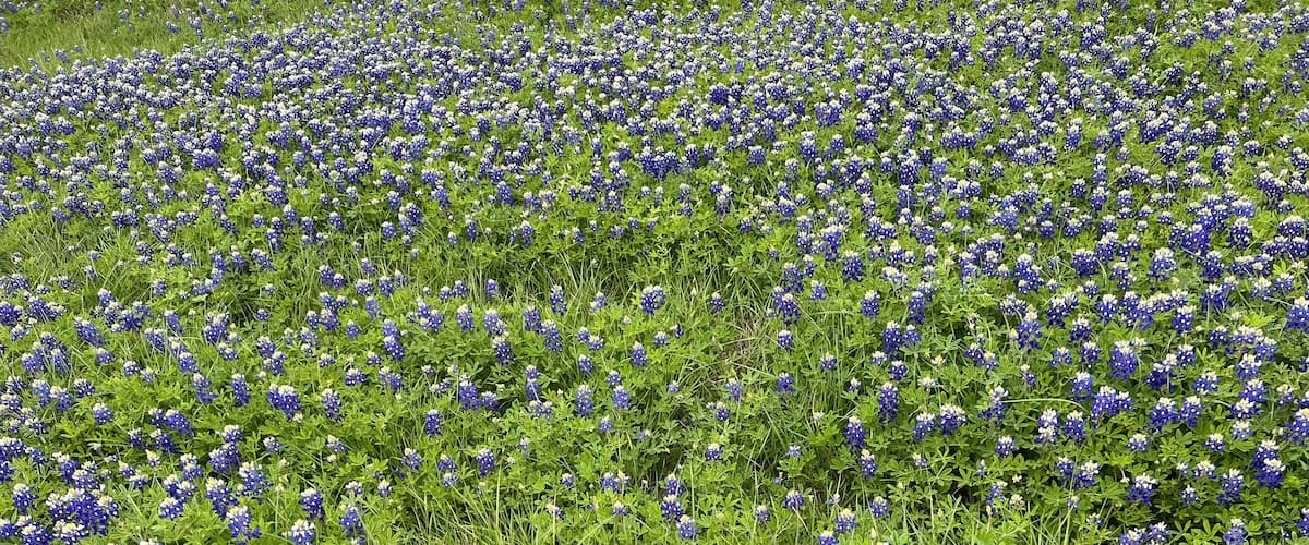 A field of bluebonnets.