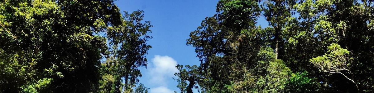 A two-lane road flanked by dense green forest and a clear blue sky.
