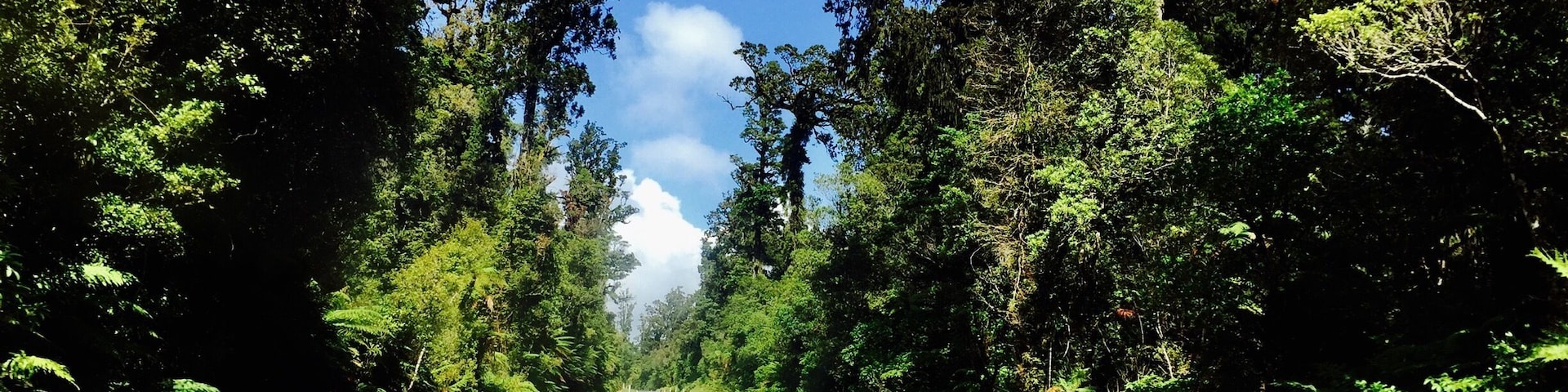 #newzealand #kakapotahi 🤠