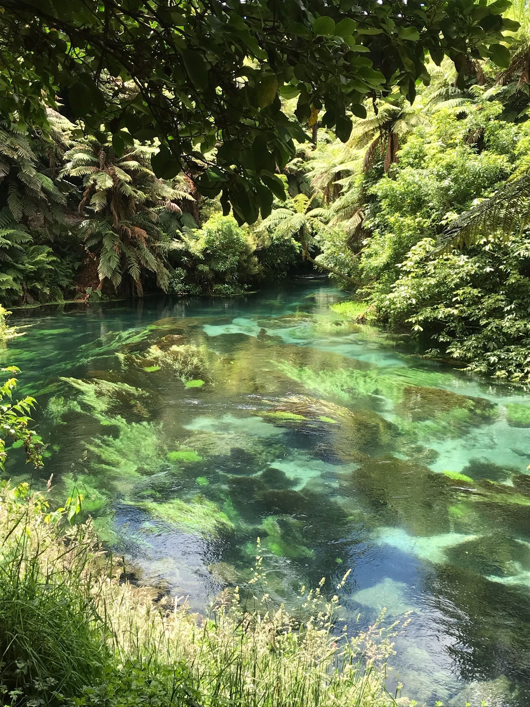 Putaruru Blue Spring: this is the source of 60% of New Zealand’s bottled water. The water is so pure and clean it produces a blue color. Mother Nature is alive and well in New Zealand. #newzealand #tewaihou #putarurubluespring #maori #mothernature #pure #springwater #naturalresource