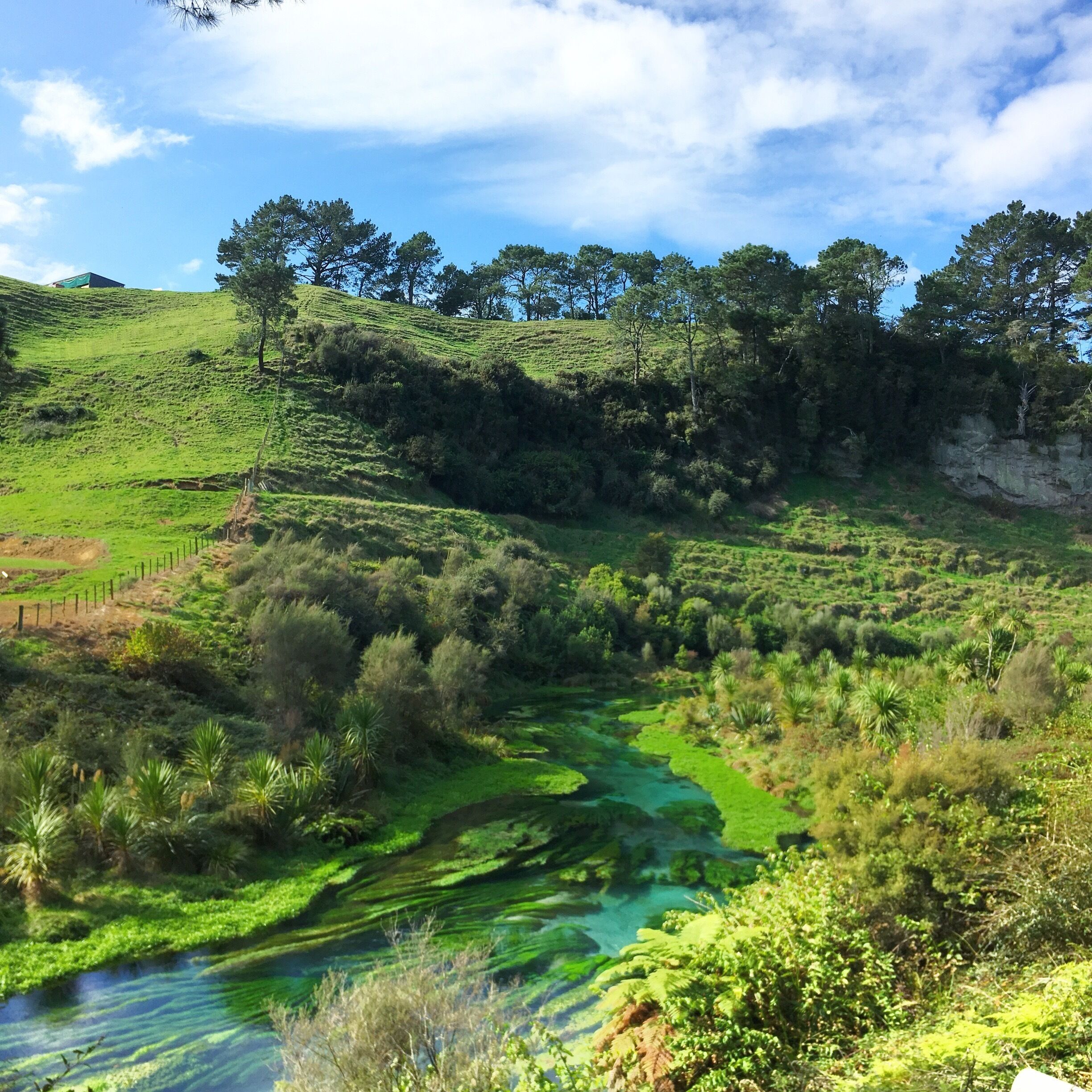 Blue Springs, Putaruru #newzealand #wanderlast #travel #beautiful 